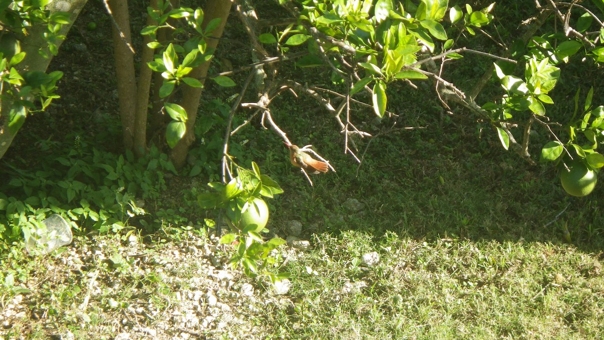 Rufous-tailed Hummingbird - ML642687839