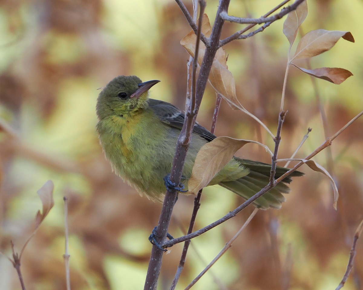 Hooded Oriole - ML642687840