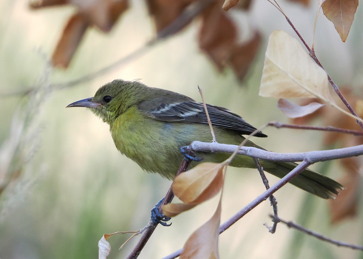 Hooded Oriole - ML642687841