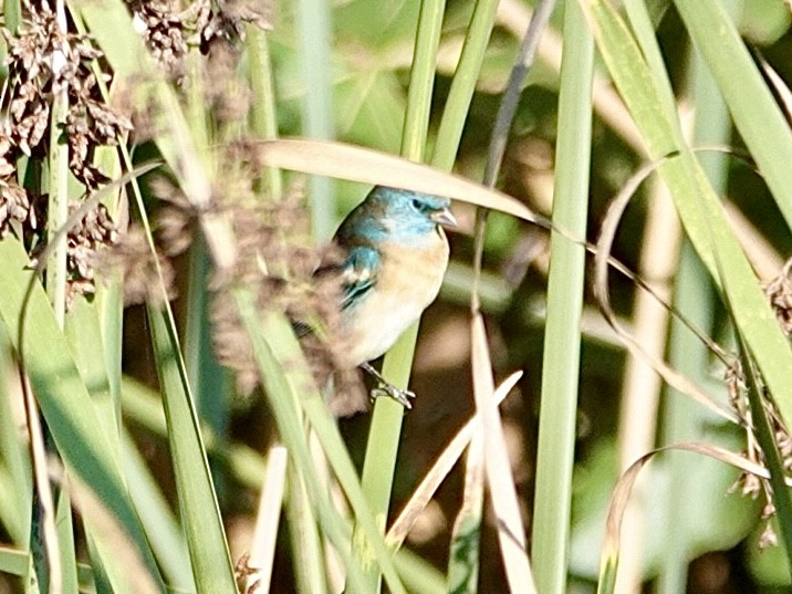 Lazuli Bunting - ML642687842