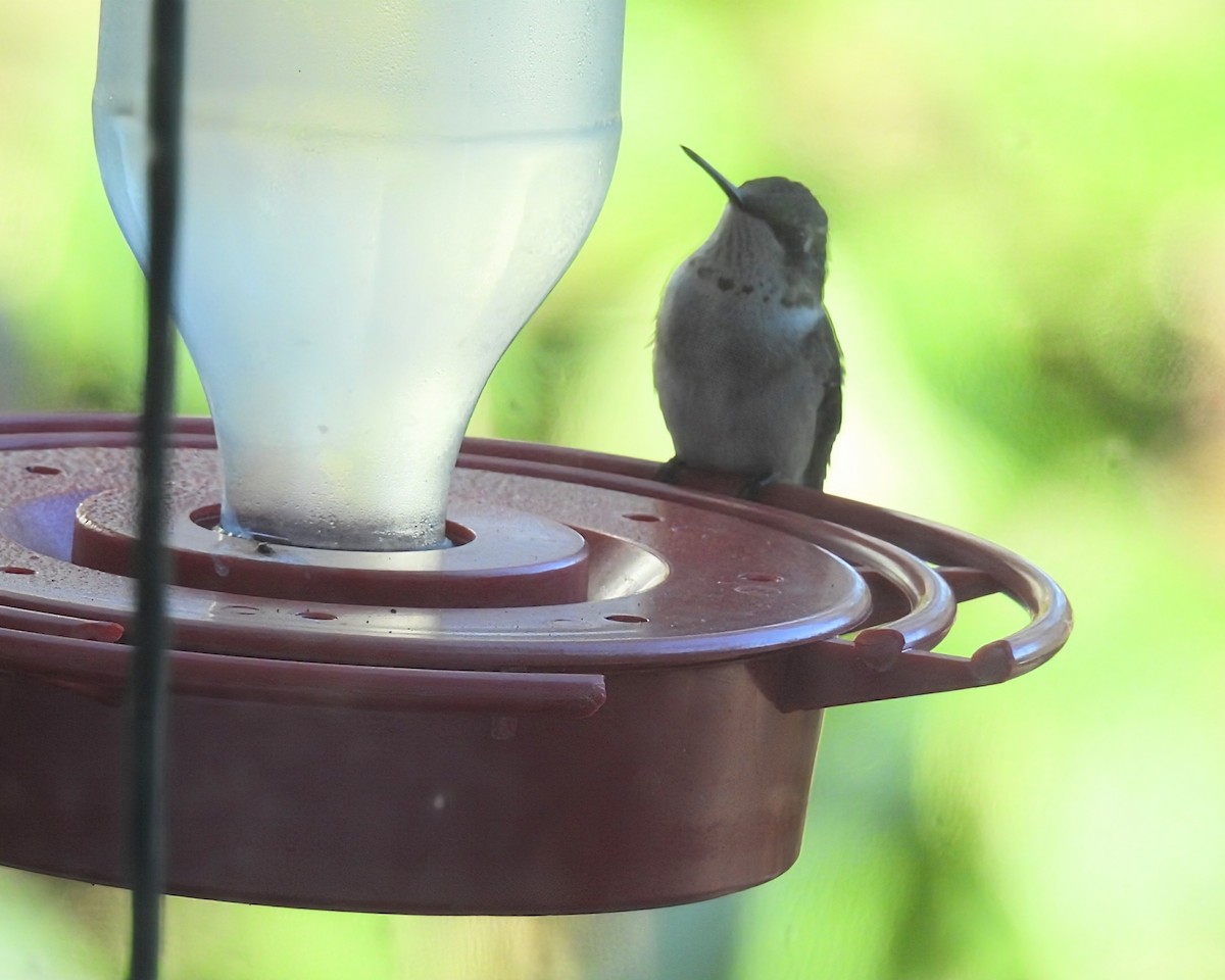 Ruby-throated Hummingbird - ML642687845