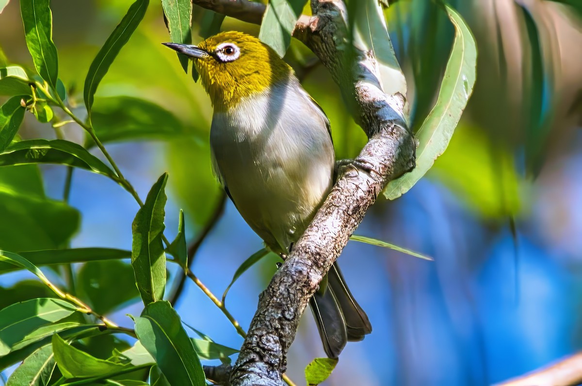 Silvereye - ML642687846