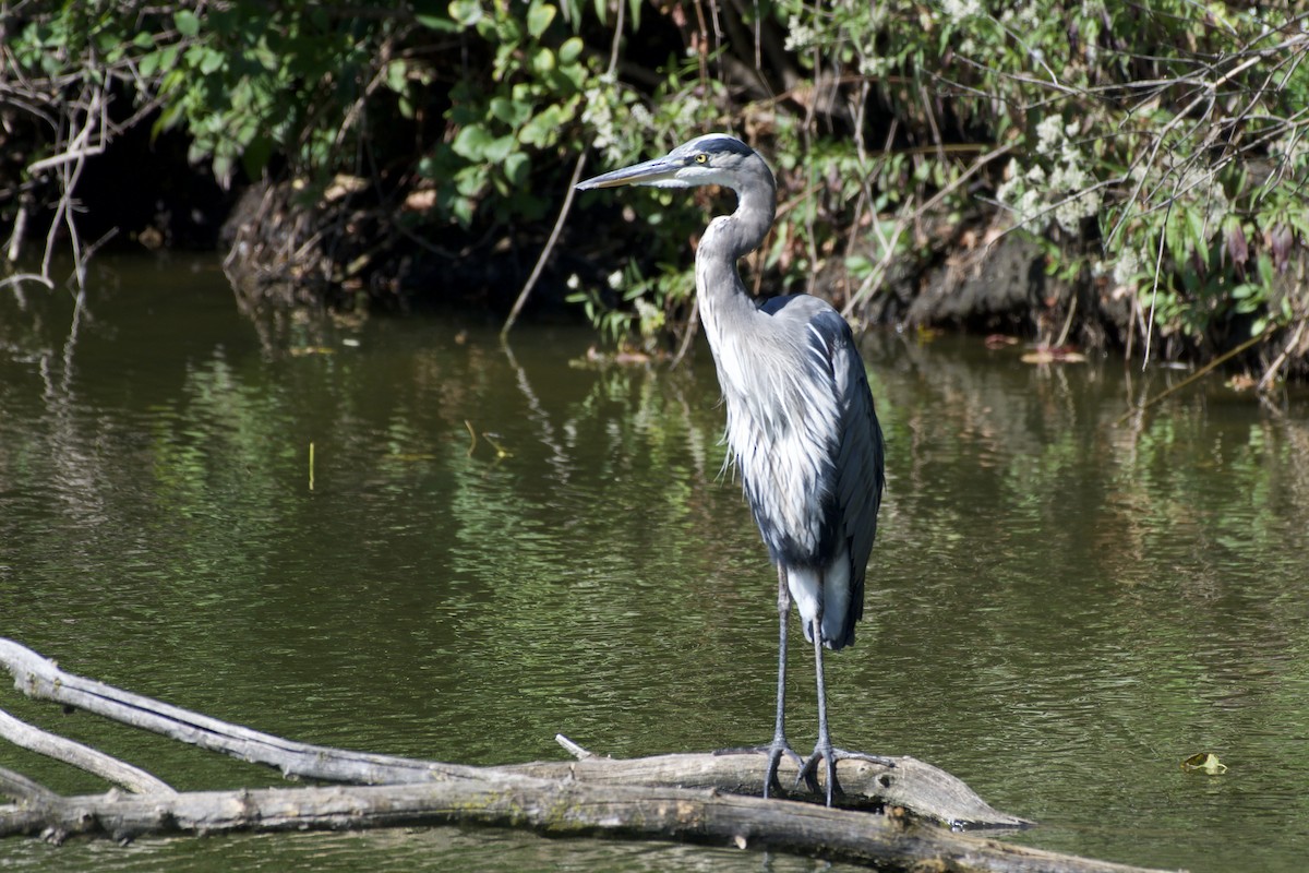Great Blue Heron - ML642687848