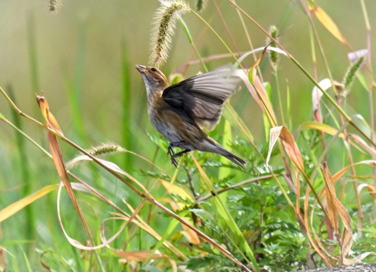 Indigo Bunting - ML642687849