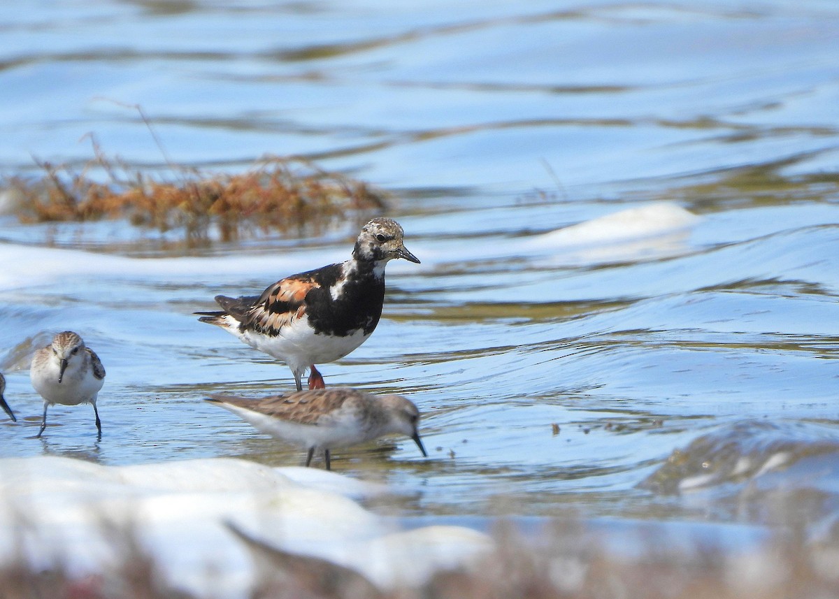 Ruddy Turnstone - ML642687850