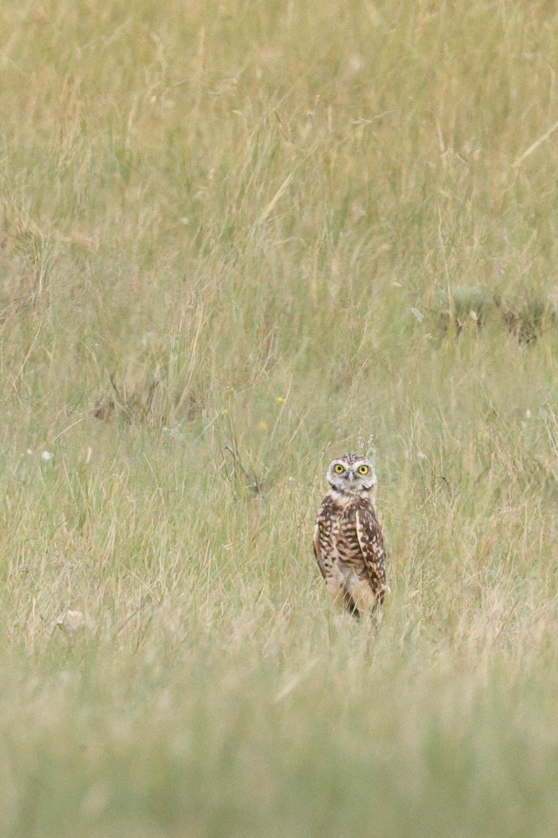 Burrowing Owl - ML642687852