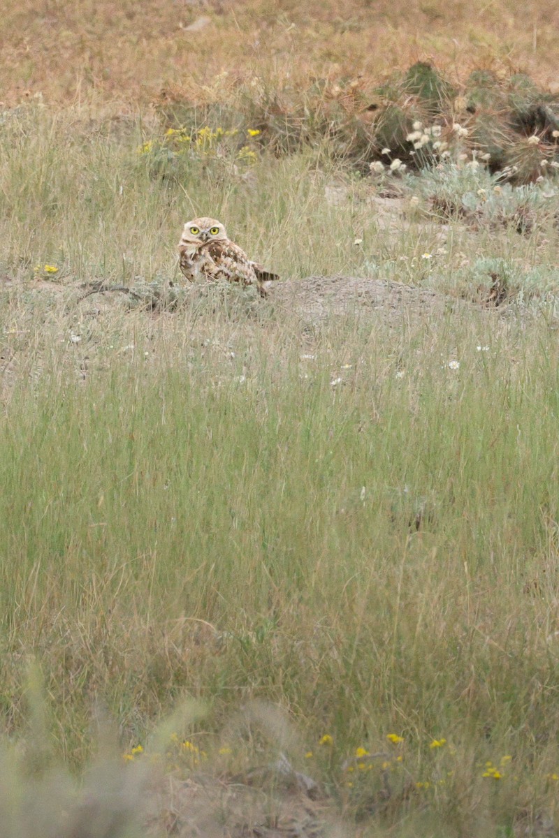 Burrowing Owl - ML642687853