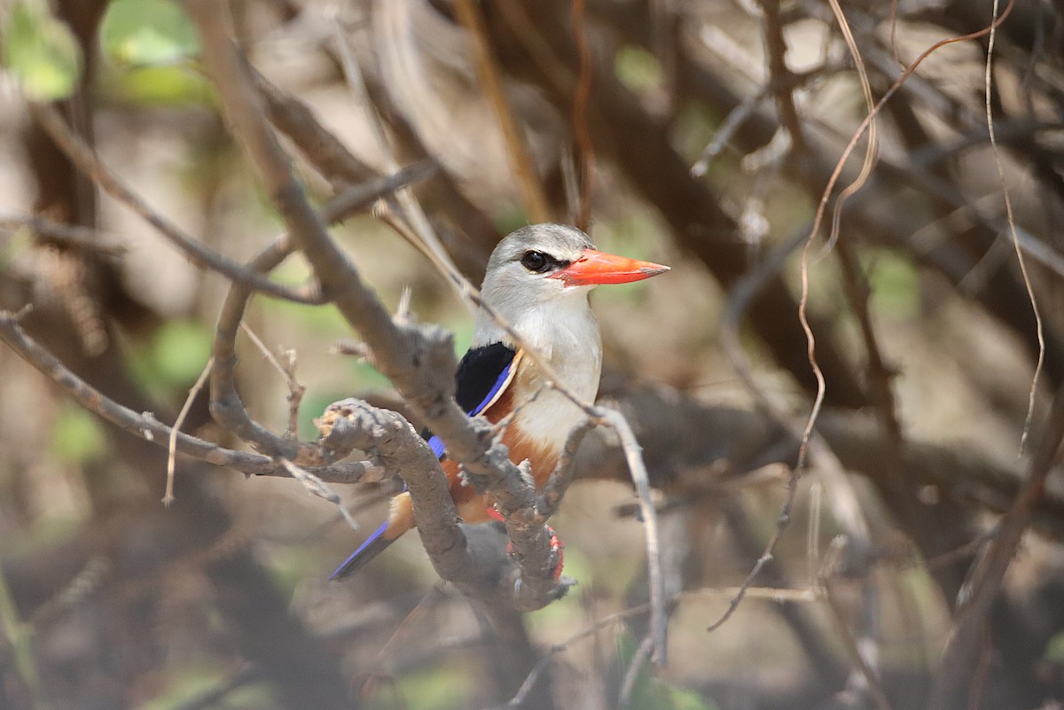 Gray-headed Kingfisher - ML642687855