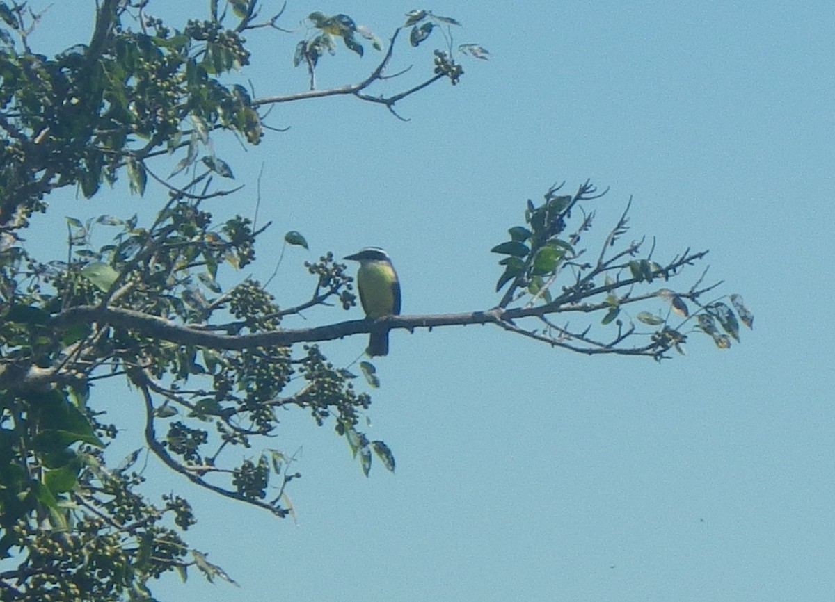 Great Kiskadee - ML642687857