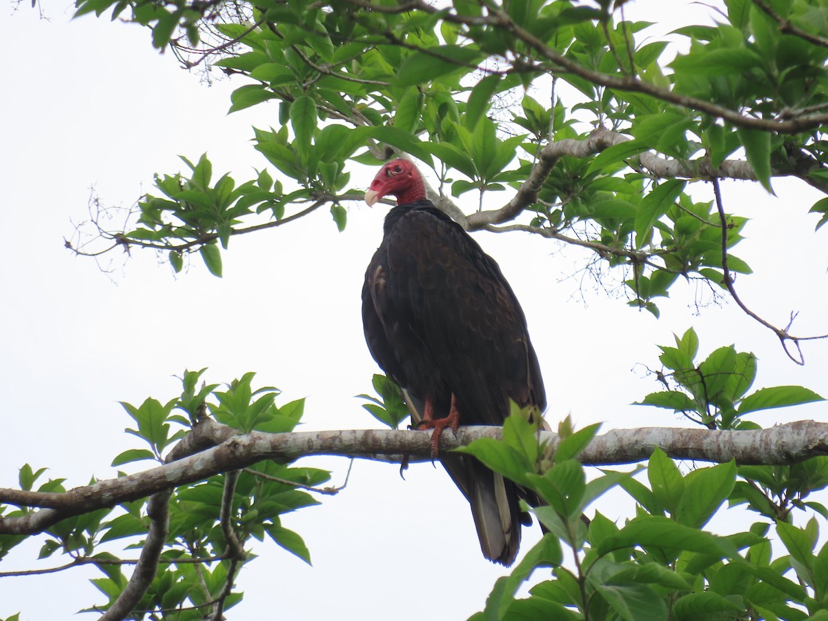 Aura Gallipavo - ML642687858