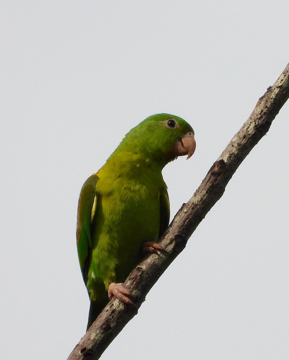 Orange-chinned Parakeet - ML642687870