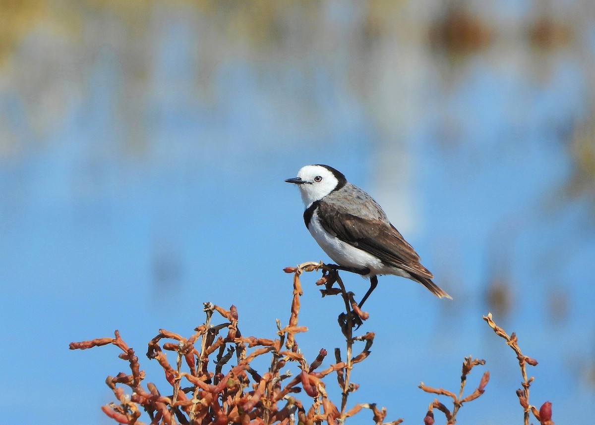 White-fronted Chat - ML642687886