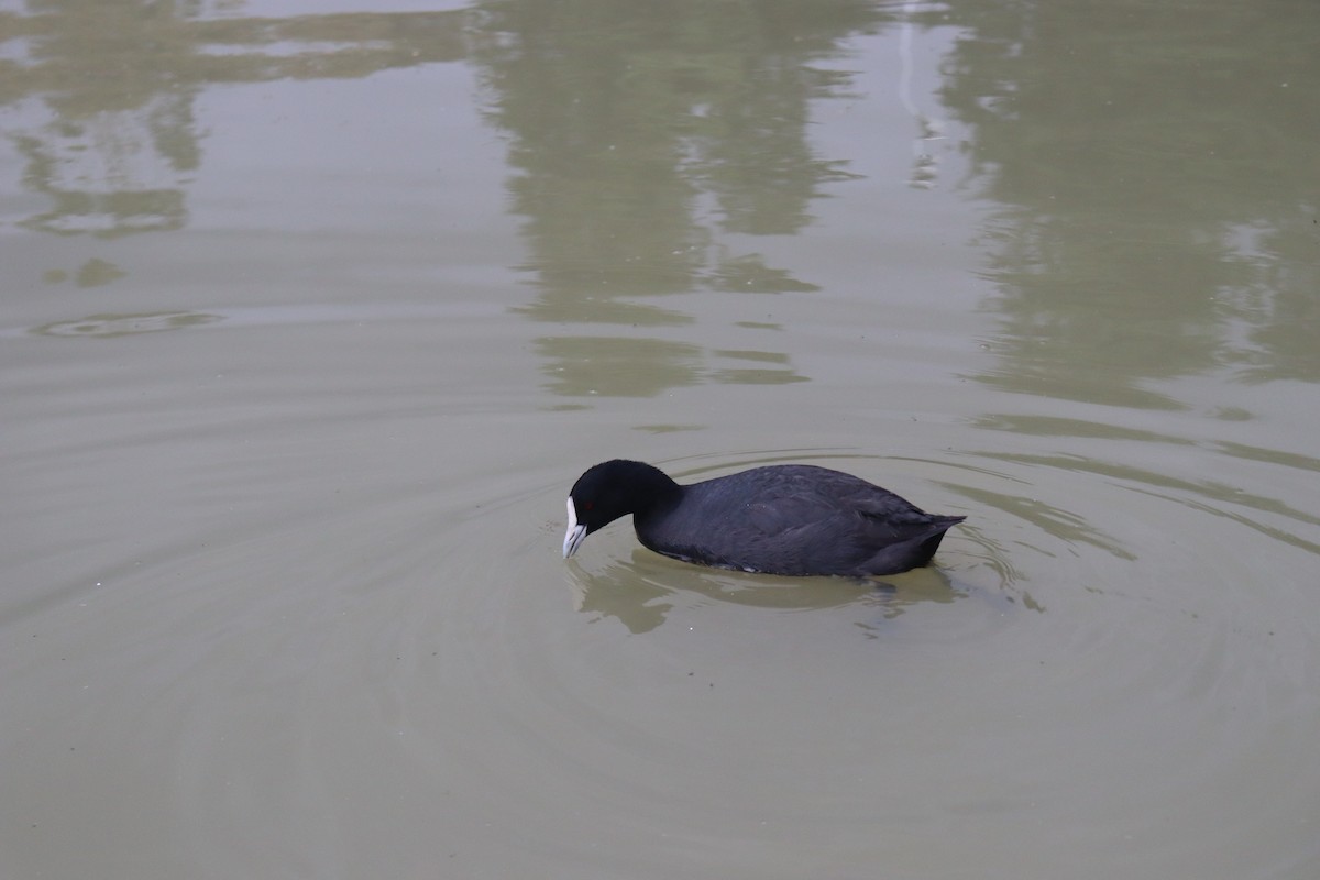 Халзан түнжүүр - ML642687893