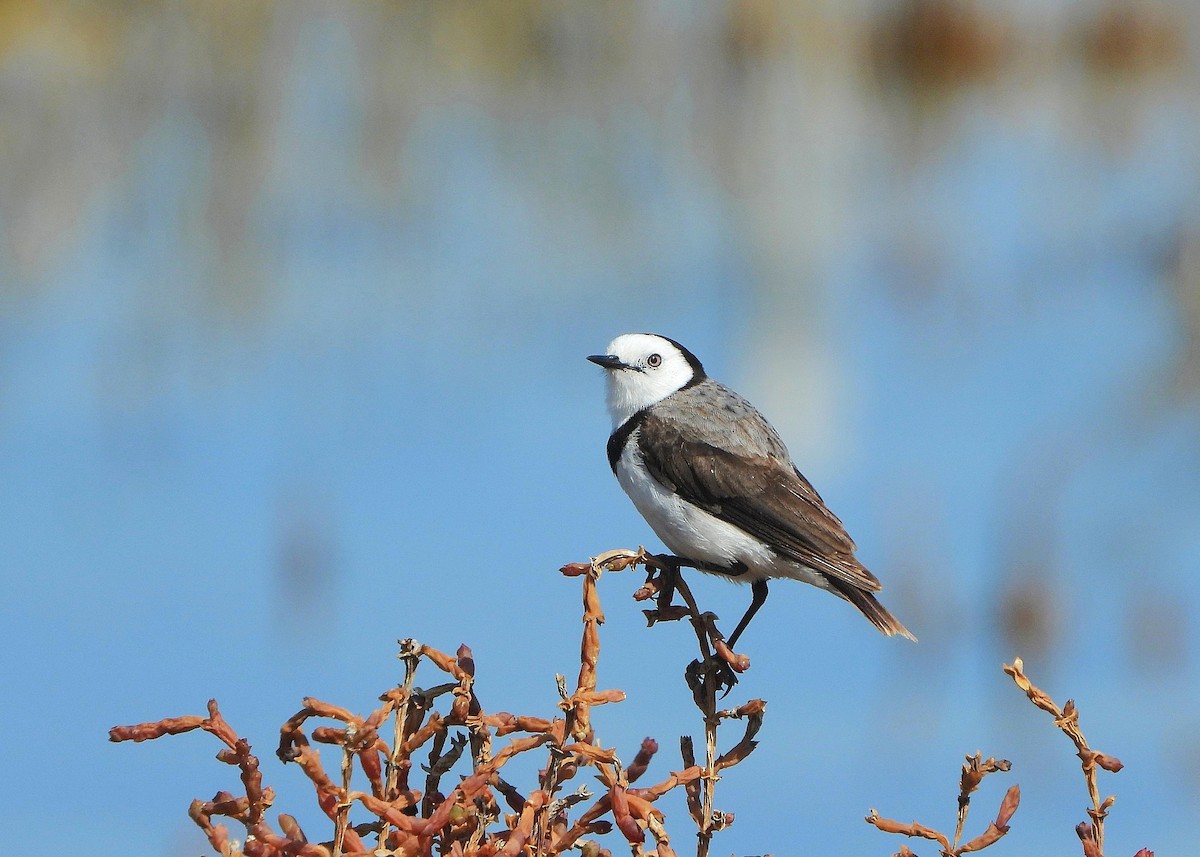 White-fronted Chat - ML642687894