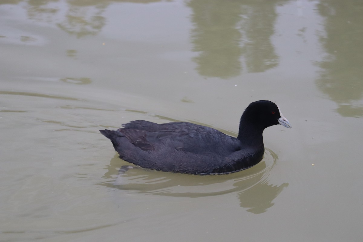 Халзан түнжүүр - ML642687897