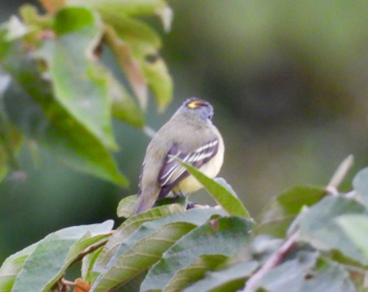 Yellow-crowned Tyrannulet - ML642687900
