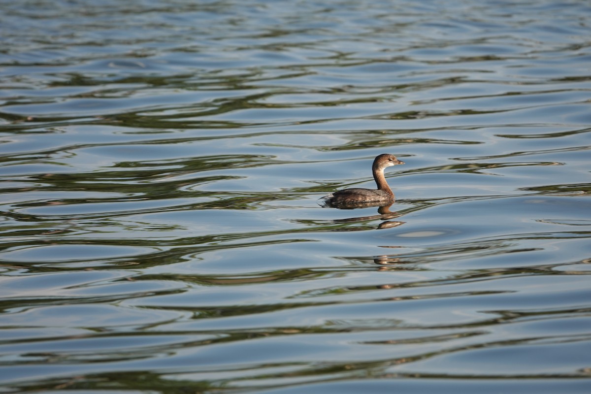 Pied-billed Grebe - ML642687924