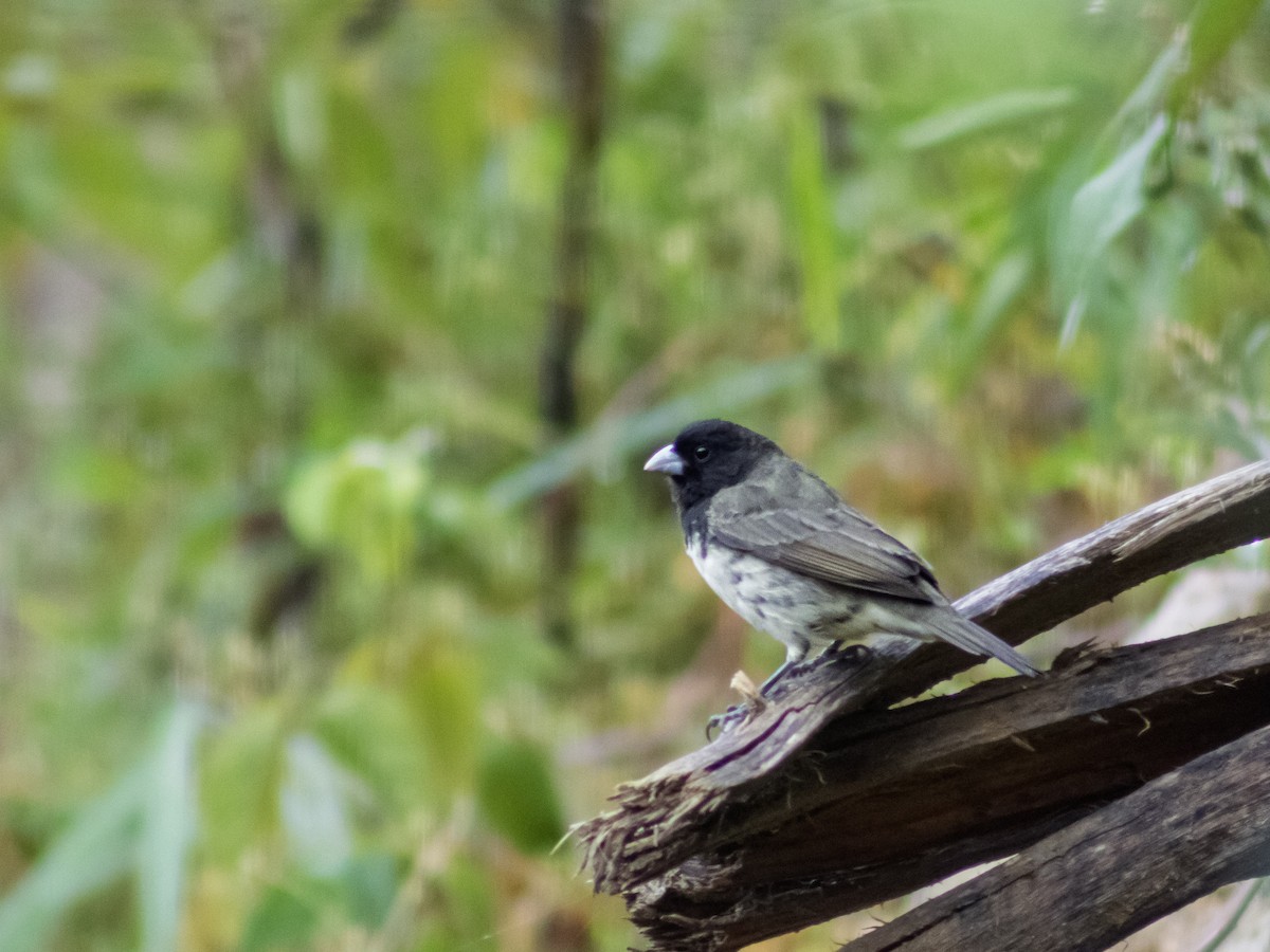 Yellow-bellied Seedeater - ML642687939