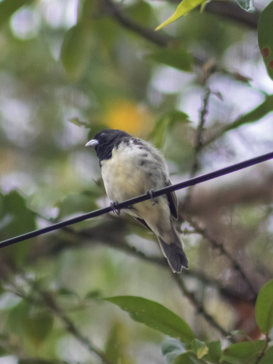 Yellow-bellied Seedeater - ML642687940