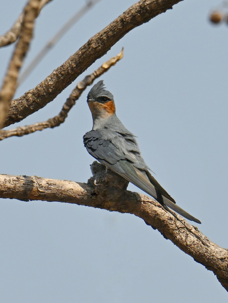 Crested Treeswift - ML642687944