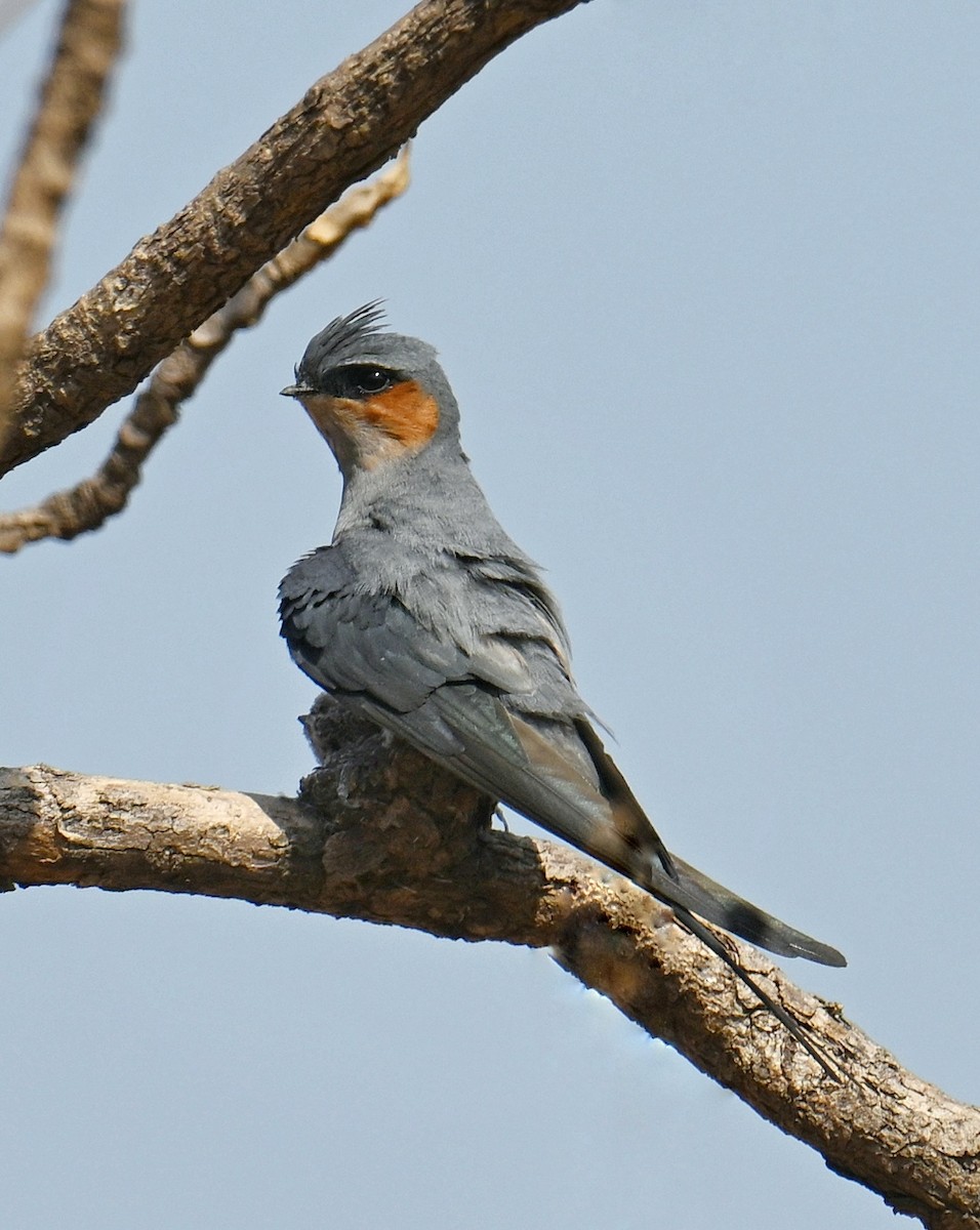 Crested Treeswift - ML642687945
