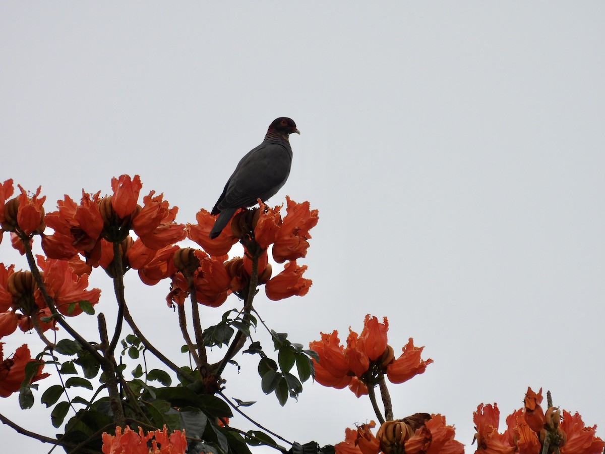 Pigeon à cou rouge - ML642687955