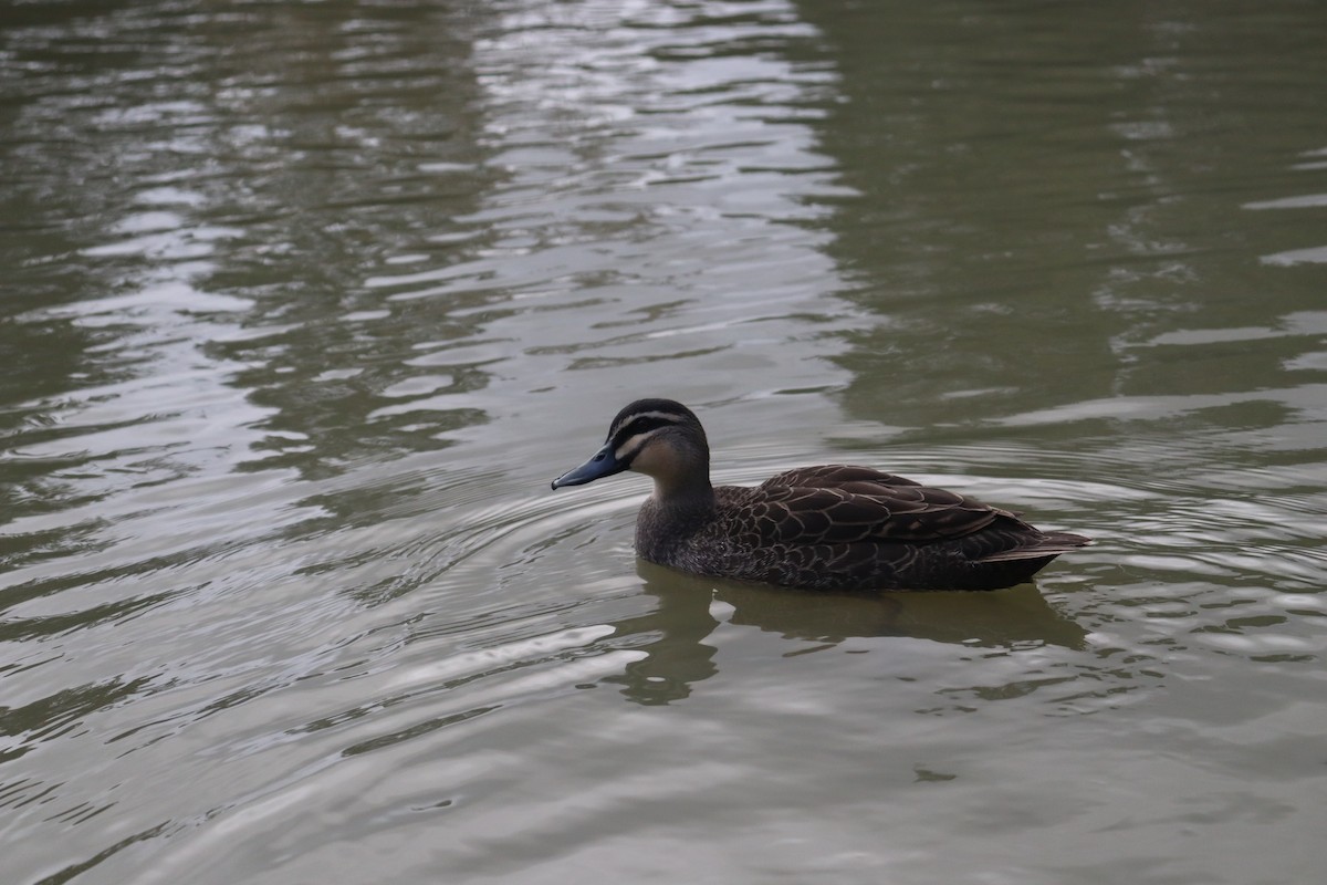 Pacific Black Duck - ML642687956