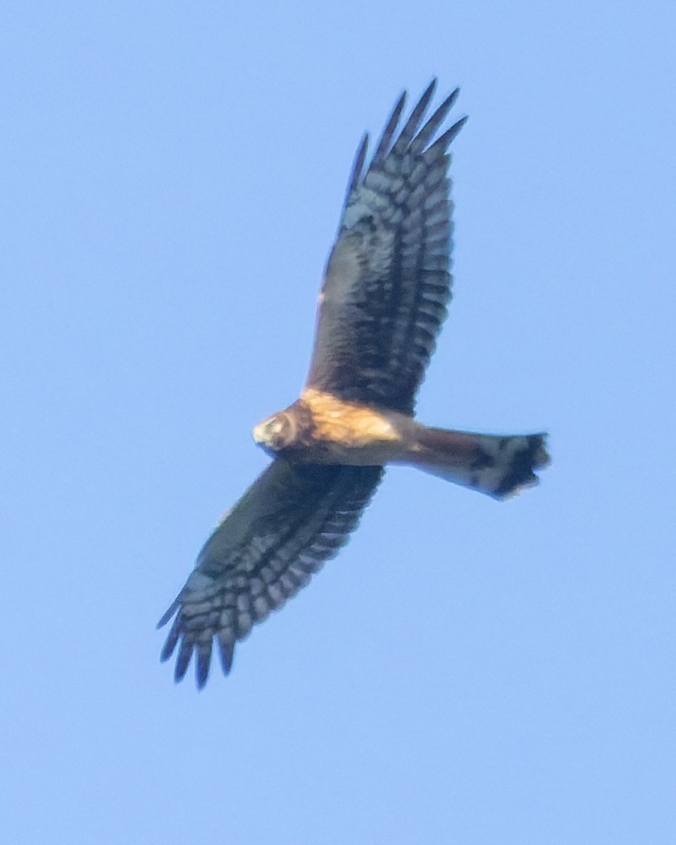 Northern Harrier - ML642687958