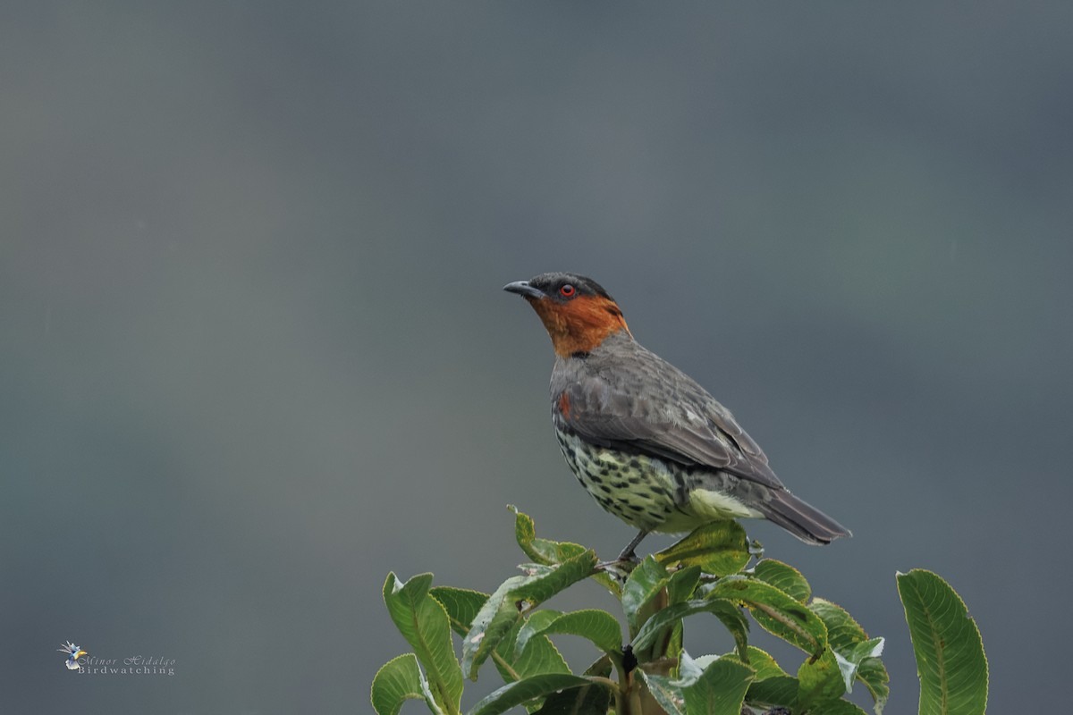 Cotinga Cresticastaño - ML642687964