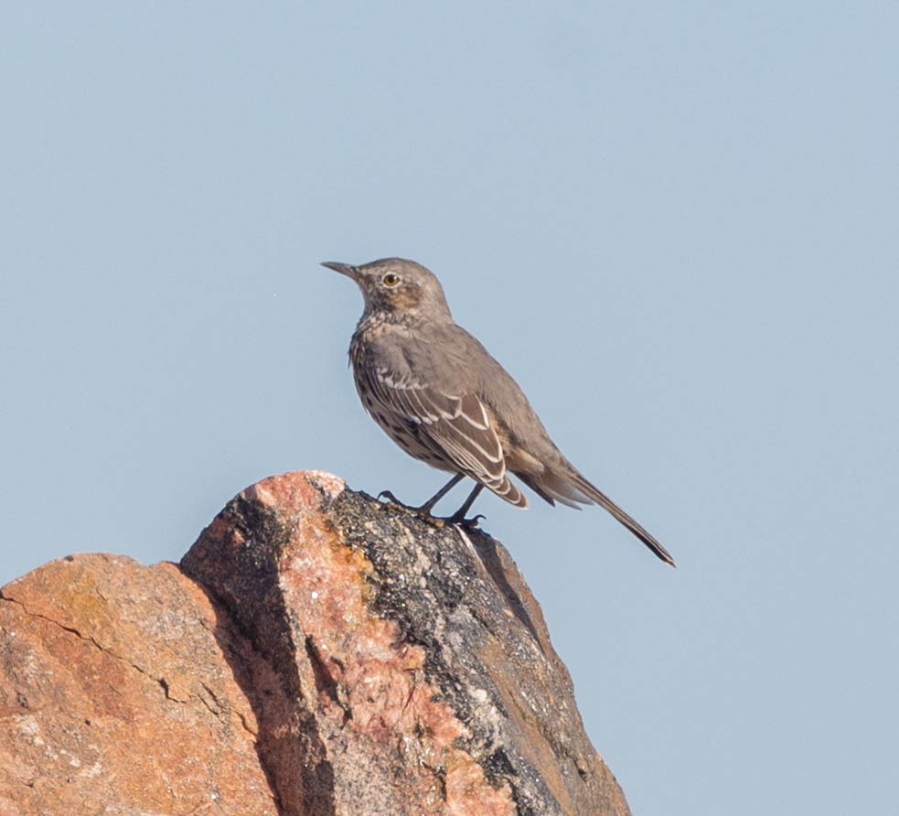 Sage Thrasher - ML642687966