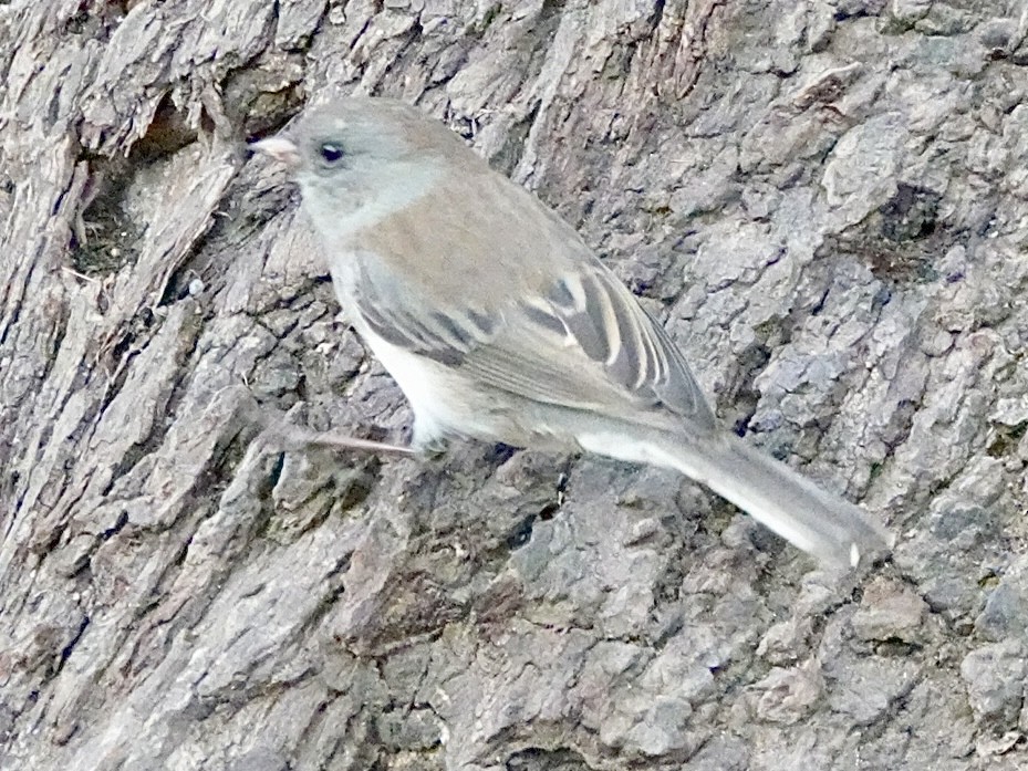 Dark-eyed Junco - ML642687969
