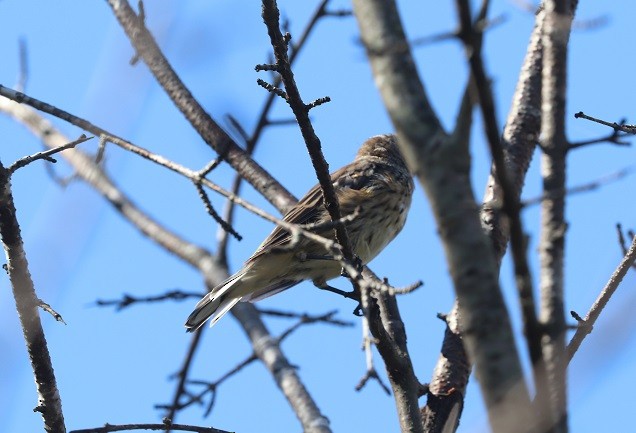 Yellow-rumped Warbler - ML642687981