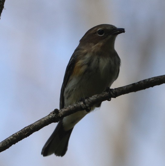 Yellow-rumped Warbler - ML642687982