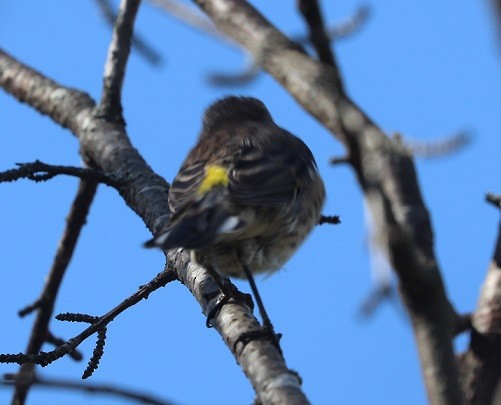 Yellow-rumped Warbler - ML642687983