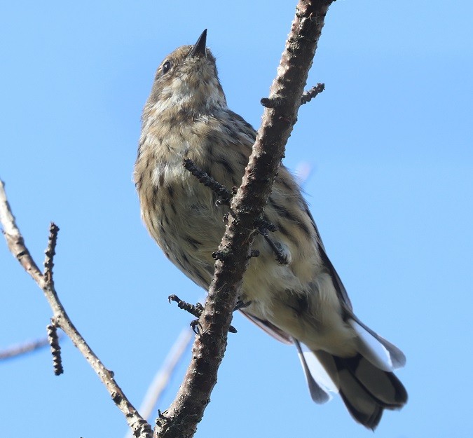 Yellow-rumped Warbler - ML642687984