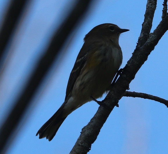 Yellow-rumped Warbler - ML642687985