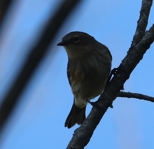 Yellow-rumped Warbler - ML642687986