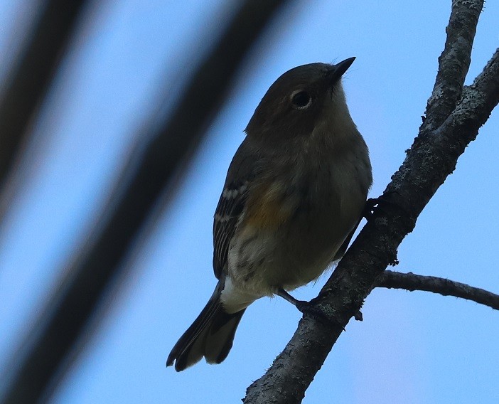 Yellow-rumped Warbler - ML642687989