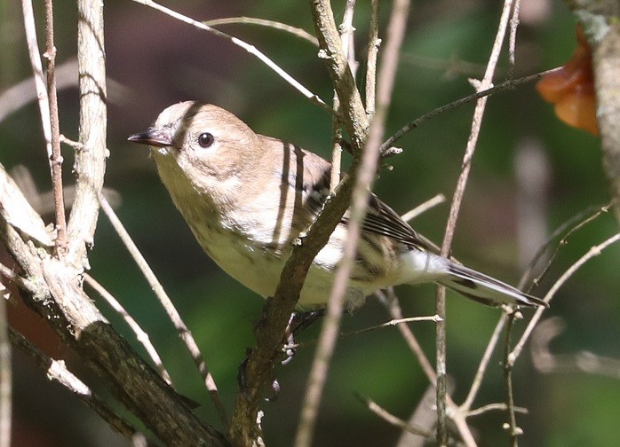 Yellow-rumped Warbler - ML642687990