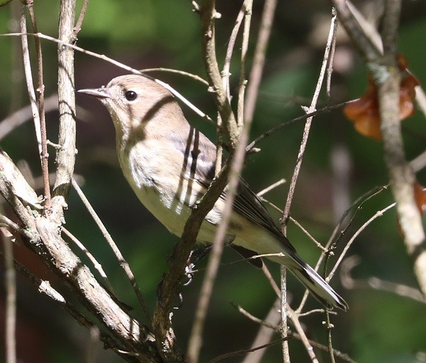 Yellow-rumped Warbler - ML642687991