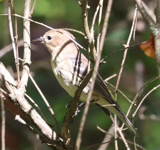 Yellow-rumped Warbler - ML642687992