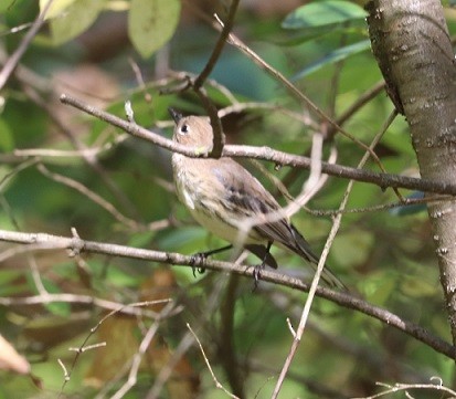 Yellow-rumped Warbler - ML642687993