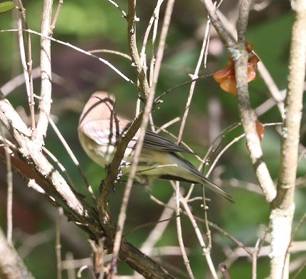 Yellow-rumped Warbler - ML642687994