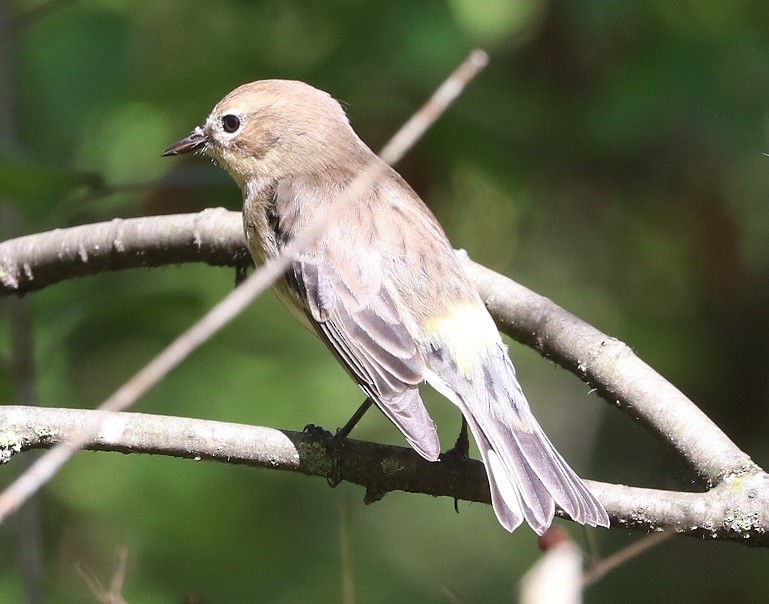 Yellow-rumped Warbler - ML642687995