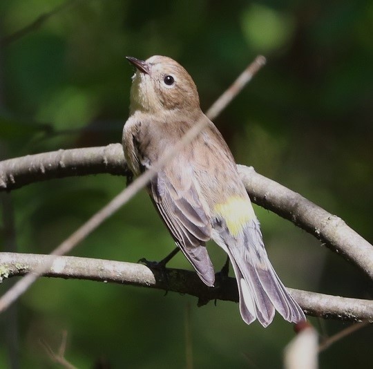 Yellow-rumped Warbler - ML642687996
