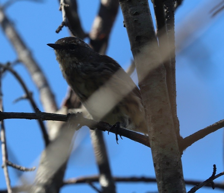 Yellow-rumped Warbler - ML642687997
