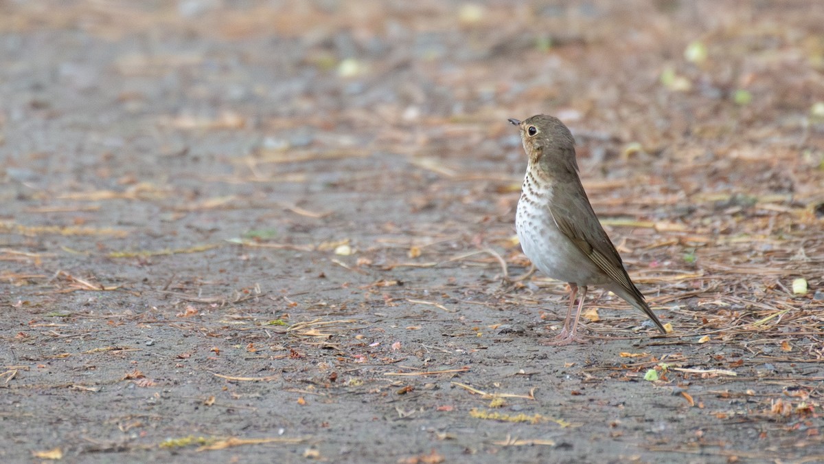 Swainson's Thrush - ML642688000