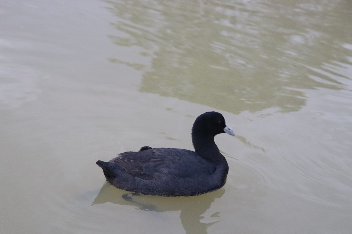 Халзан түнжүүр - ML642688010