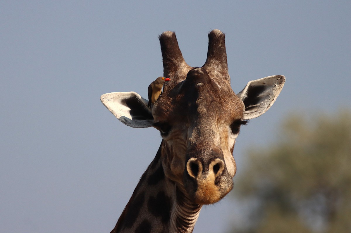 Red-billed Oxpecker - ML642688017