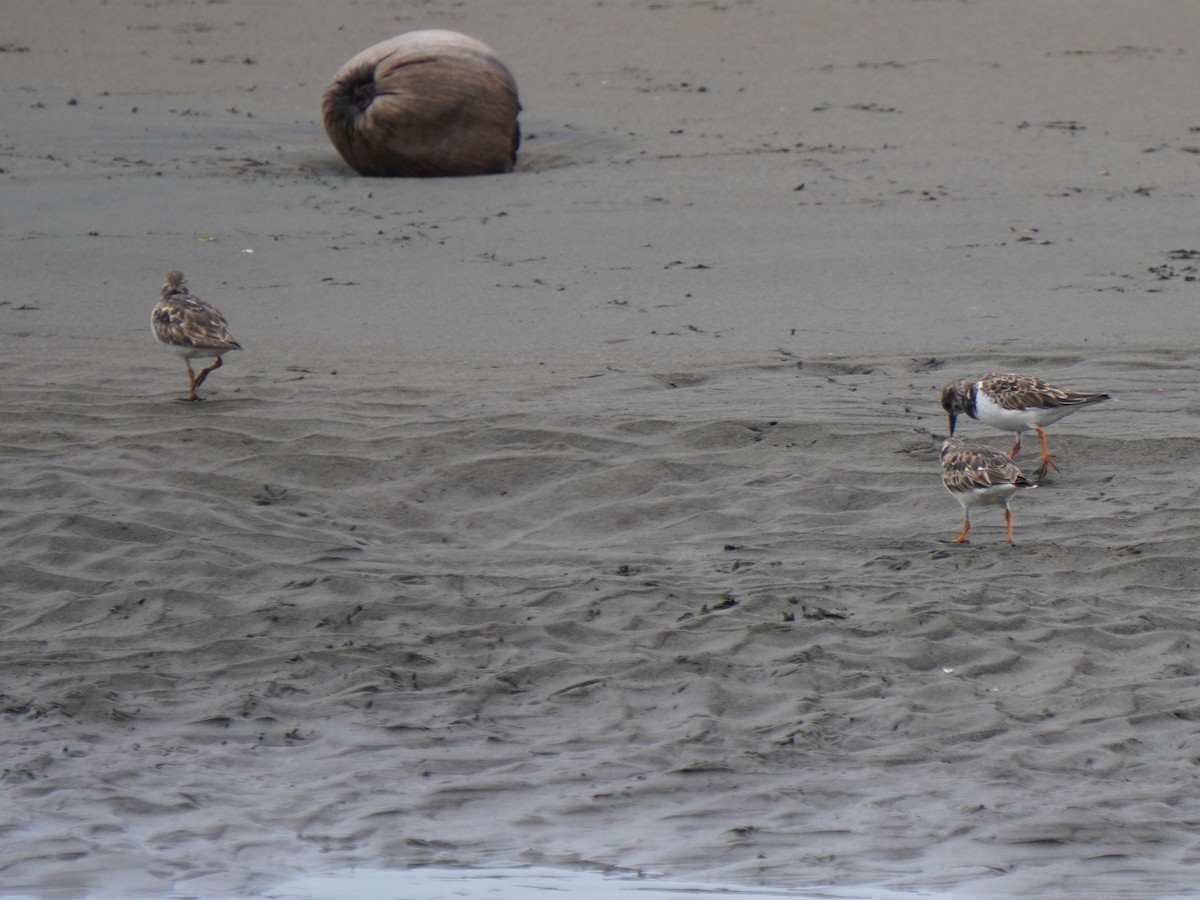 キョウジョシギ - ML642688019